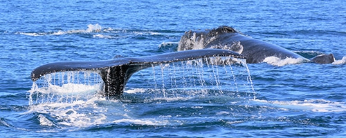 SOH-Early-Bird-Whale-Watch-Tail SOH-Early-Bird-Whale-Watch-Tail